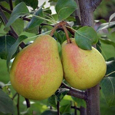  ГРУШEВЫЙ ДУЭТ