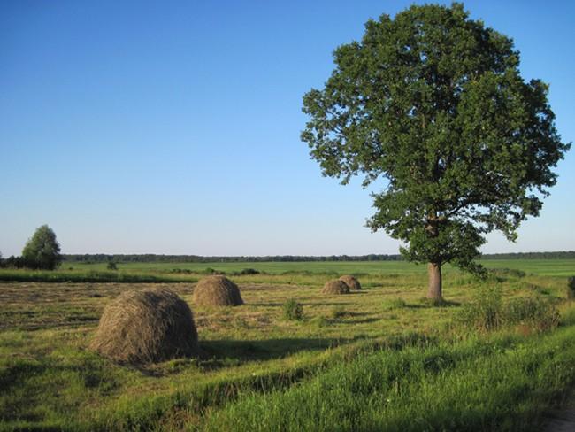 ТЯНУЛО К РОДИМЫМ ПРОСТОРОМ.