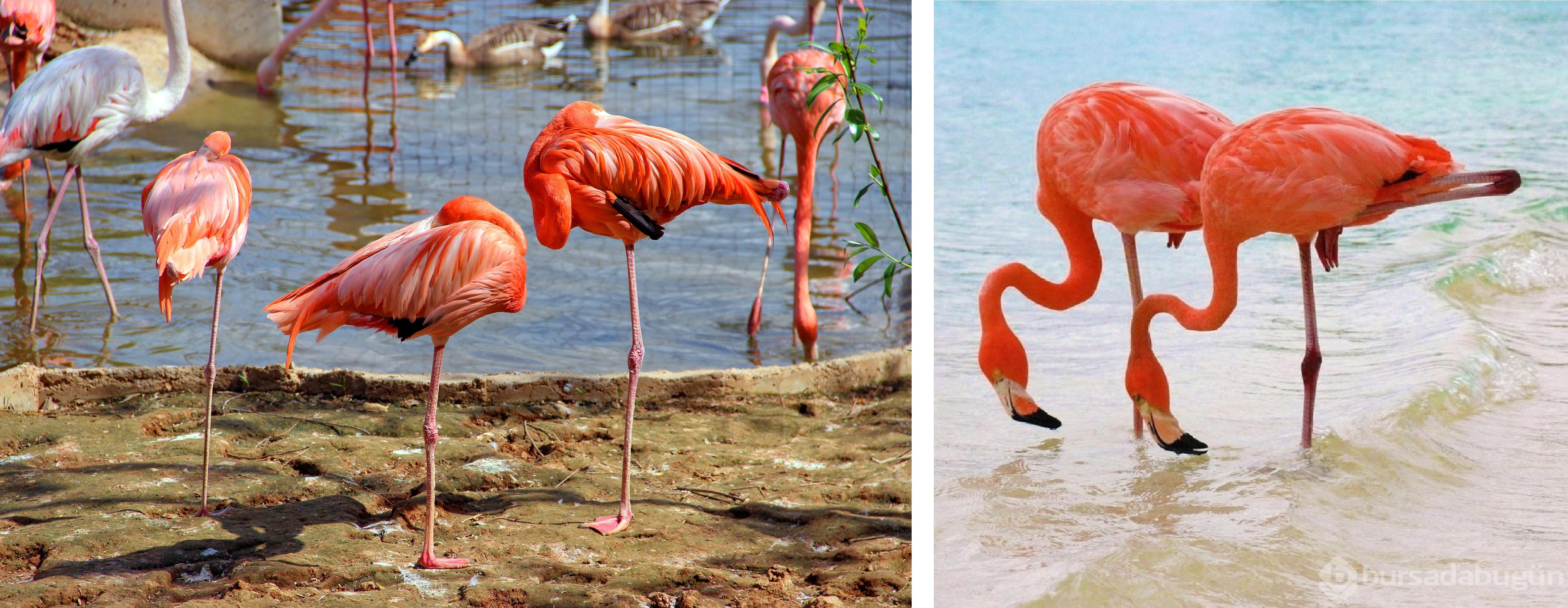 Отзыв на "ФЛАМИНГО ( ПО ФОТО )  Кулаева Владимира