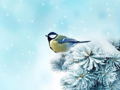 Птичий дозор