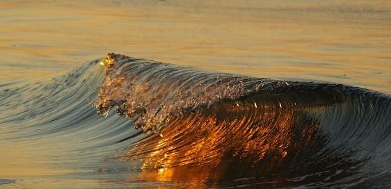 Заплачут сосны...