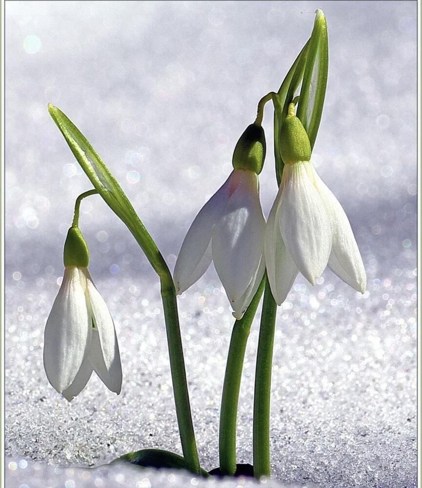 Робкие подснежники