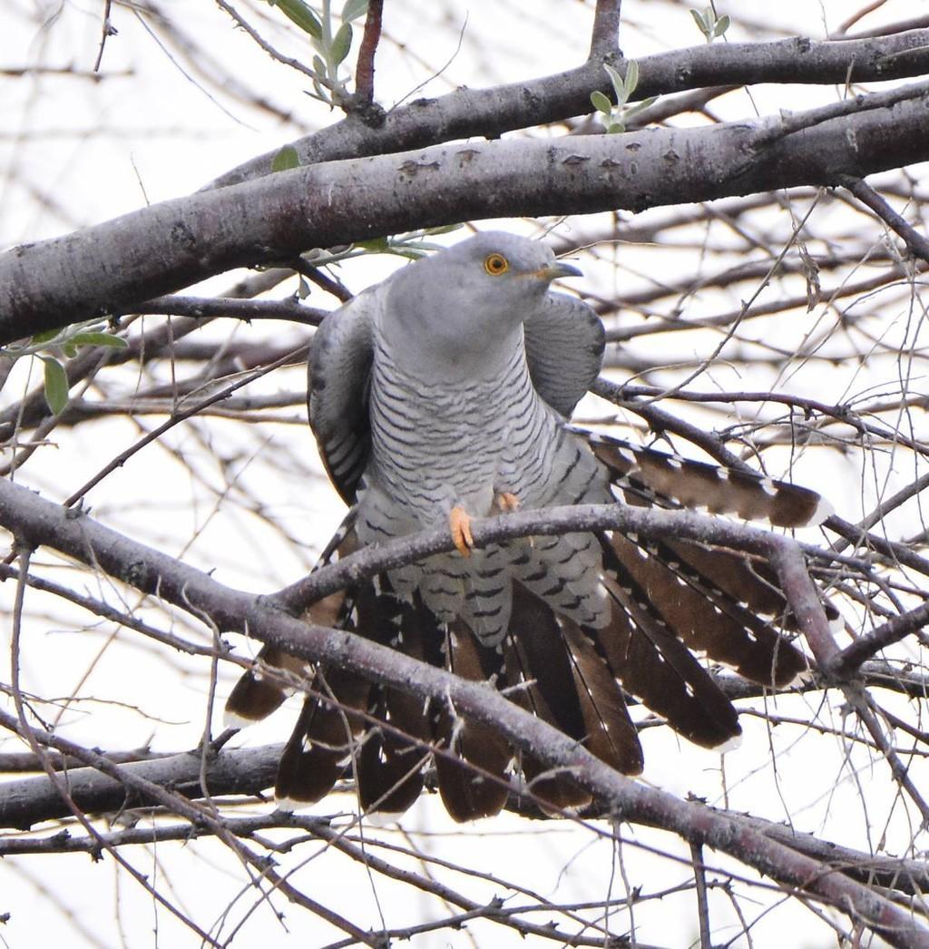 Кукушка – подружка...