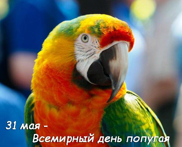 День попугая