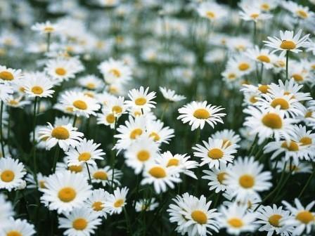 Ах, эти милые ромашки...