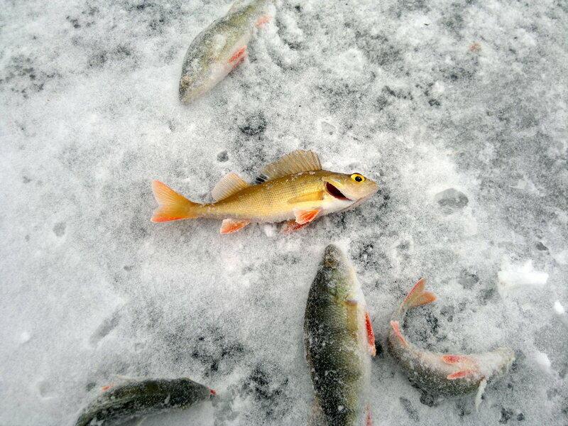 Рыбка золотая