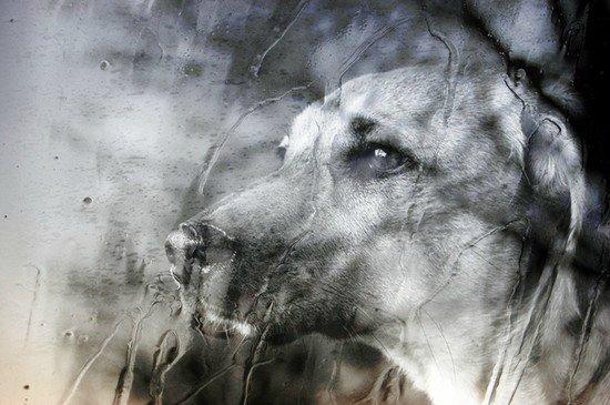 По дороге шла собака...