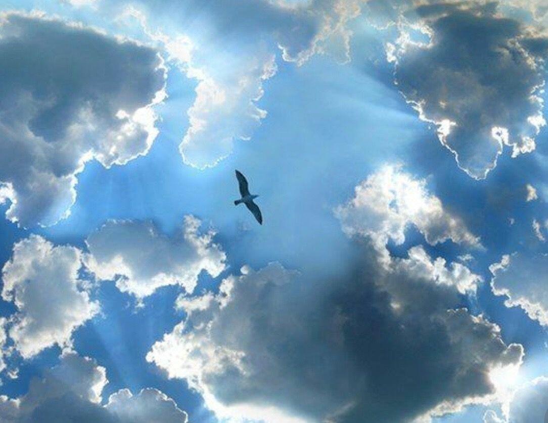 Моя свобода