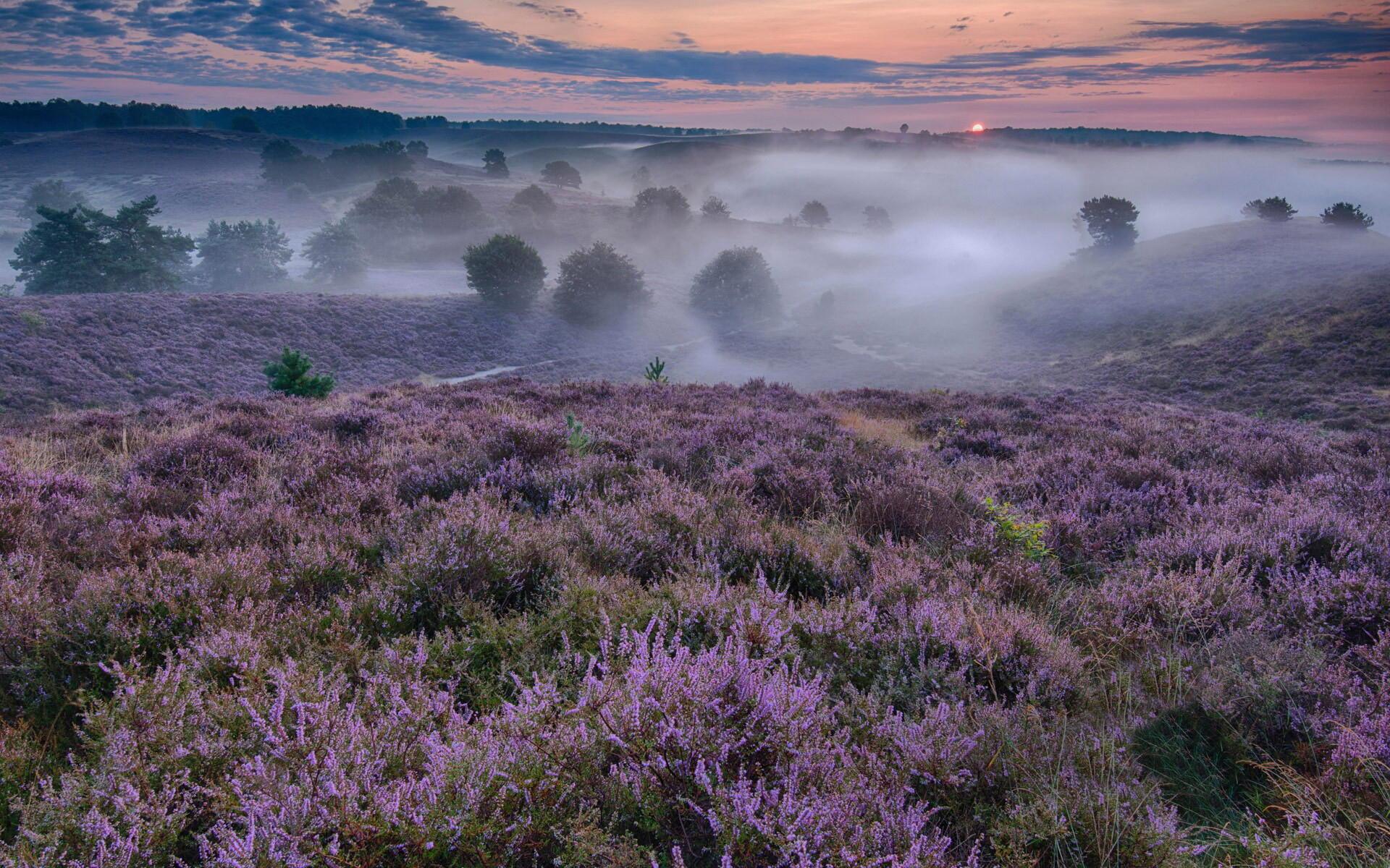 Песнь вереска на ветру