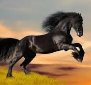 ЧЁРНЫЙ КОНЬ