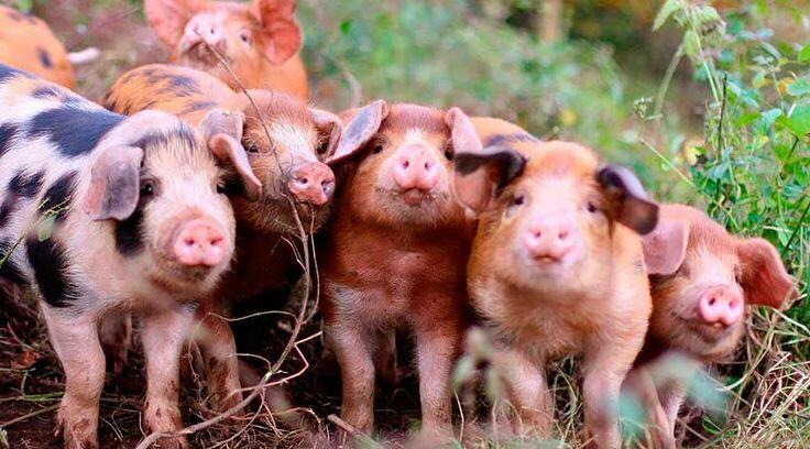 МОЛЧАНИЕ СВИНЯТ