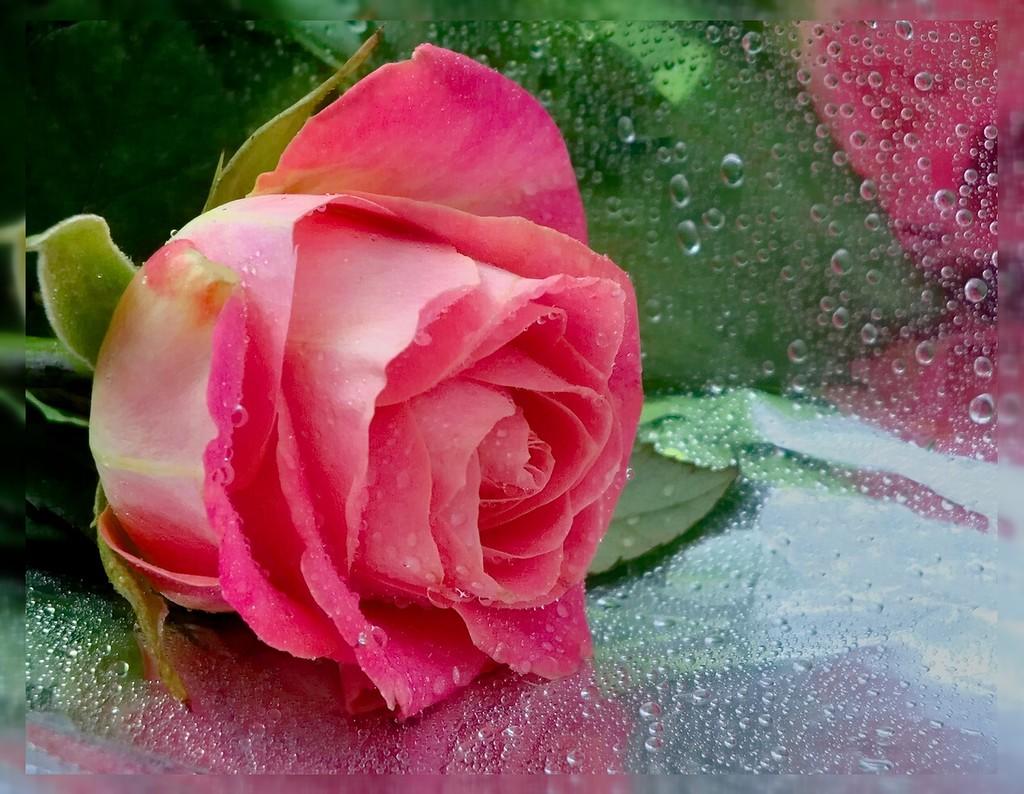 Мой розовый бутон..