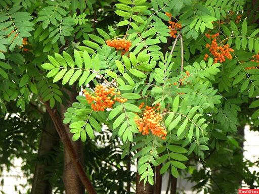 НИНА И РЯБИНА