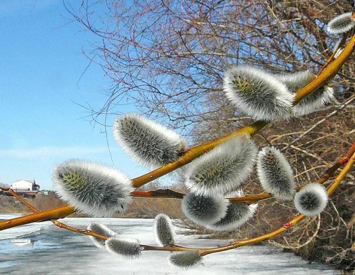 С веточкой вербы.(подарок.).