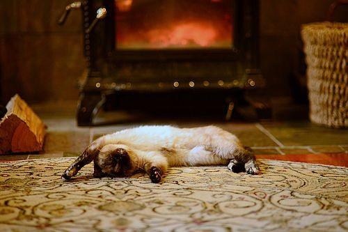 Весна. Коты. И...