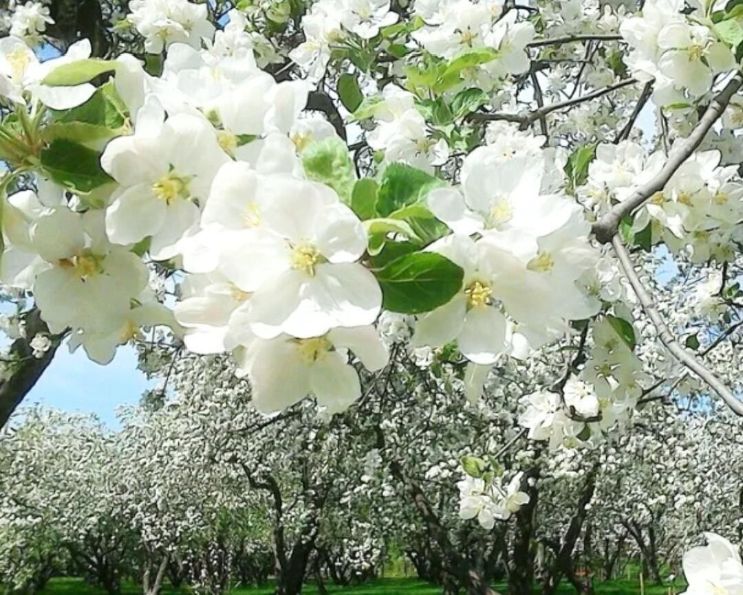 Заневестились яблоньки белые...