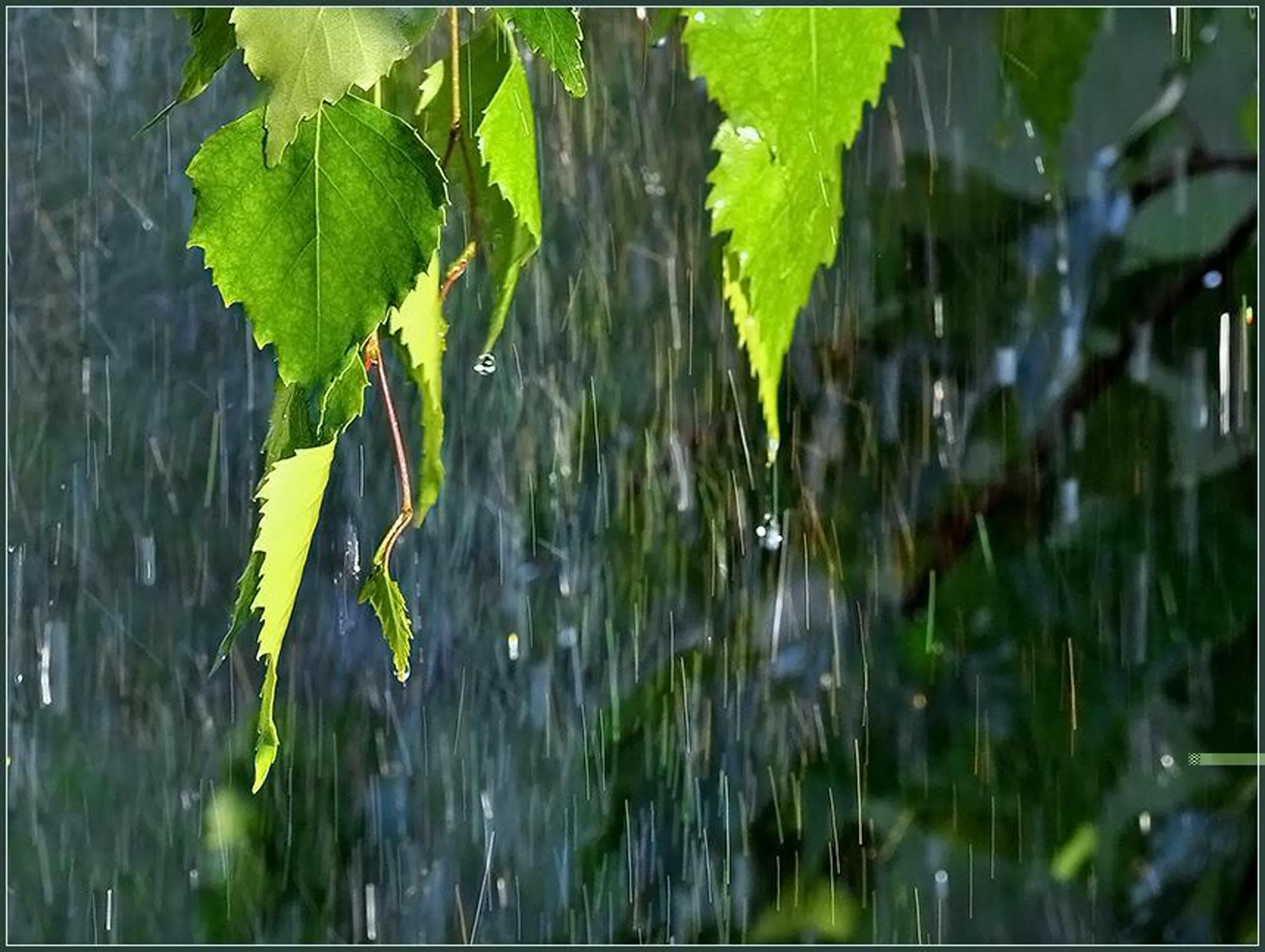 Капельно - пейзажное