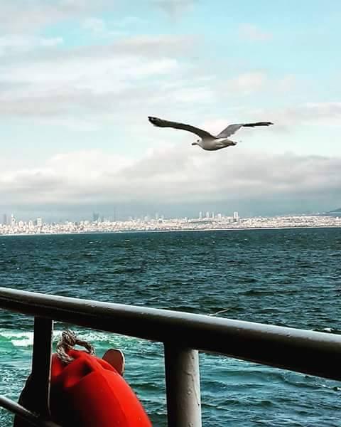 Чайка над Стамбулом
