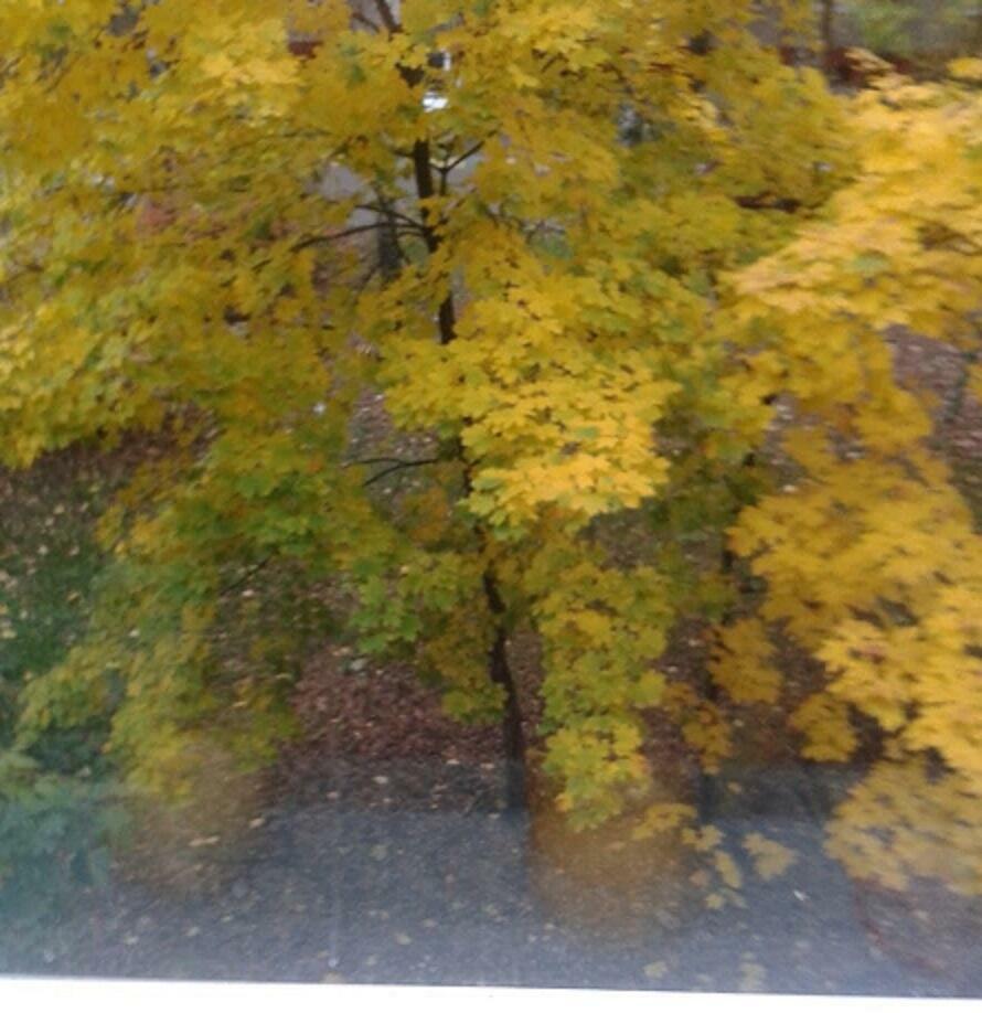 Помнит клен