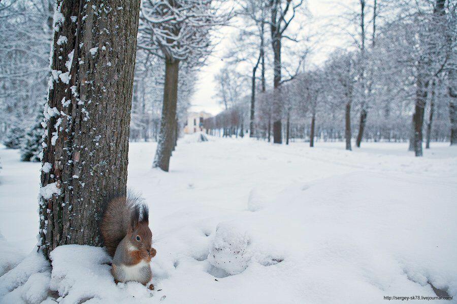 Зимняя прогулка