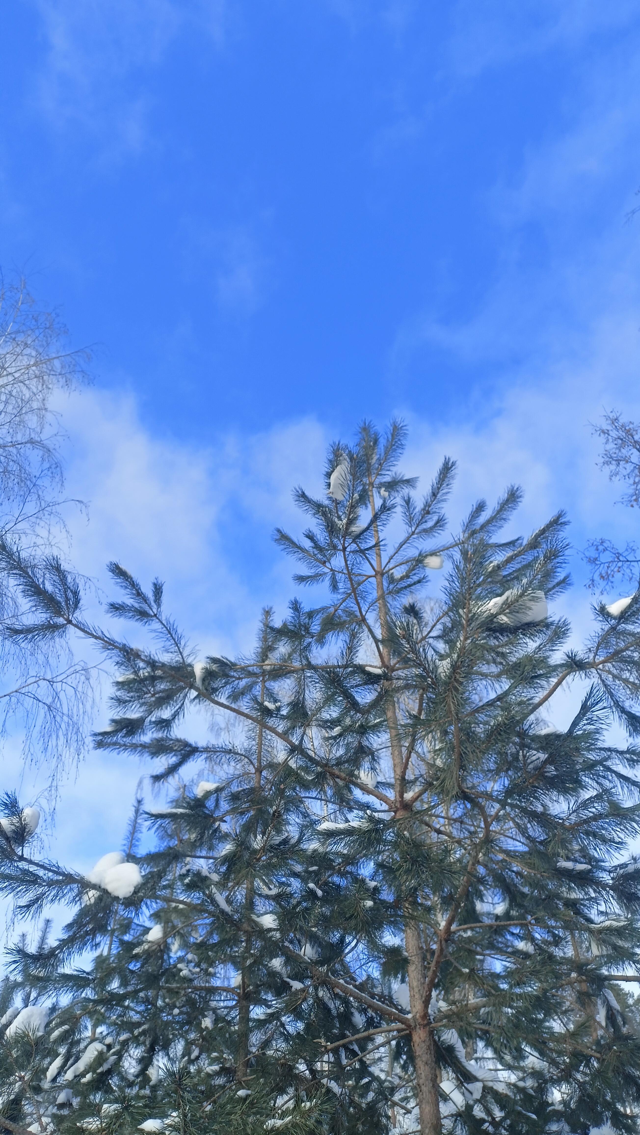 Февральскому небу