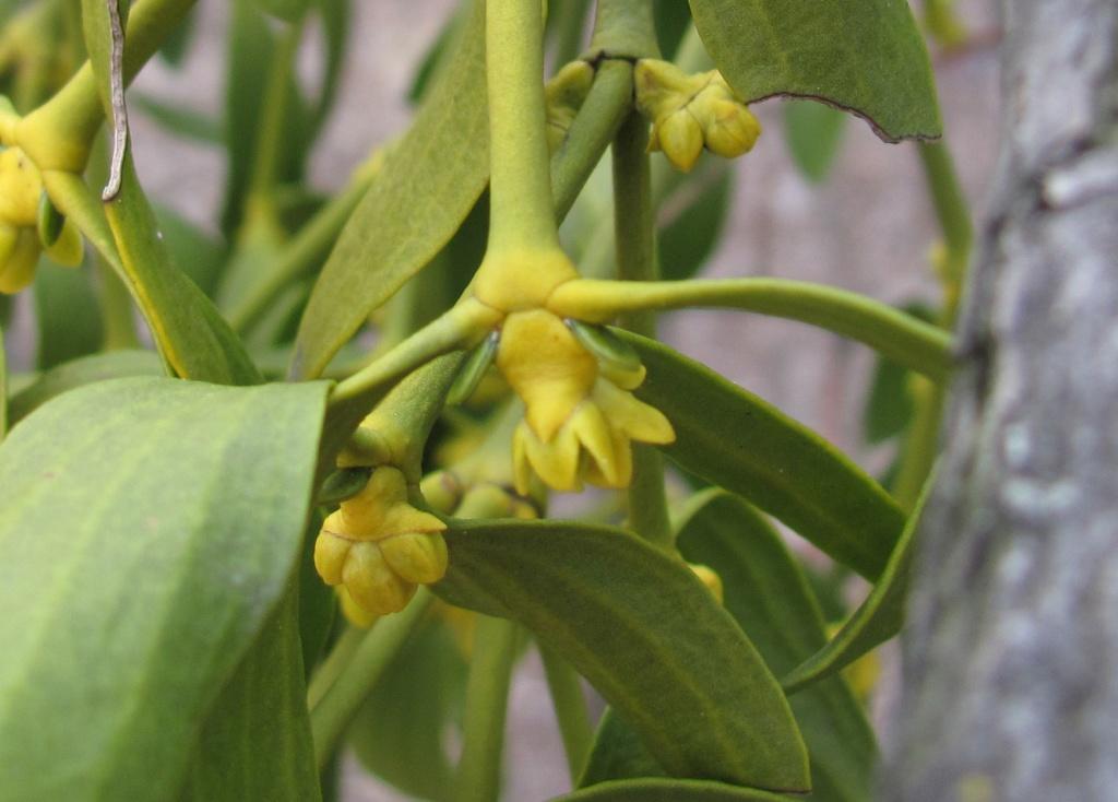 ВЕТОЧКА ОМЕЛЫ