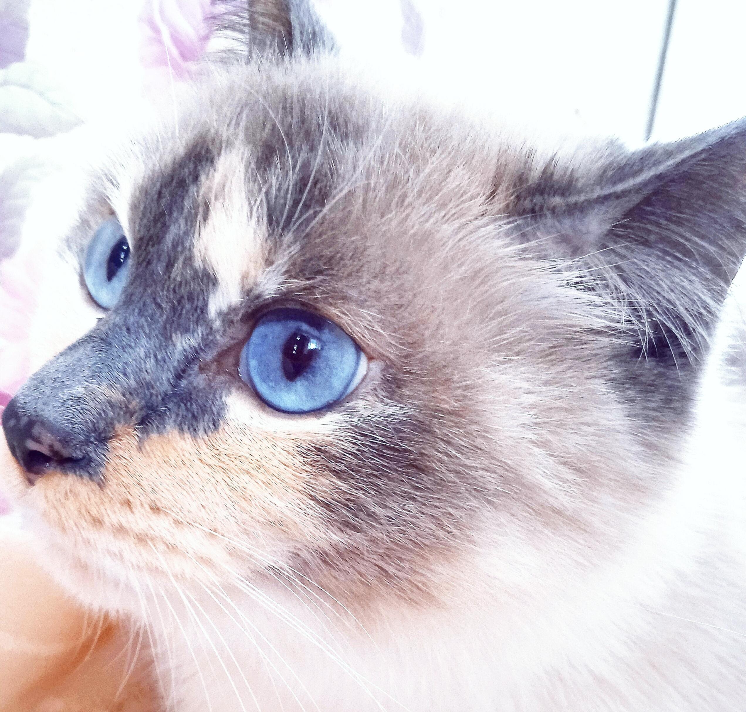 Судьба быть кошкой 