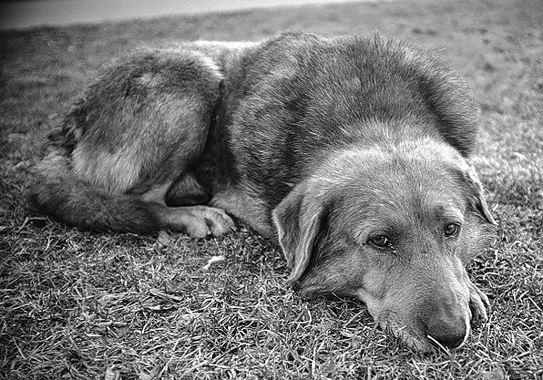 Каких я только не носил Имен