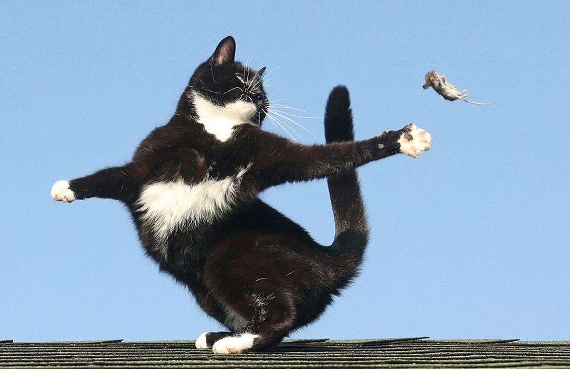 Кот в прыжке. Кошка в полете. Черный кот в прыжке.