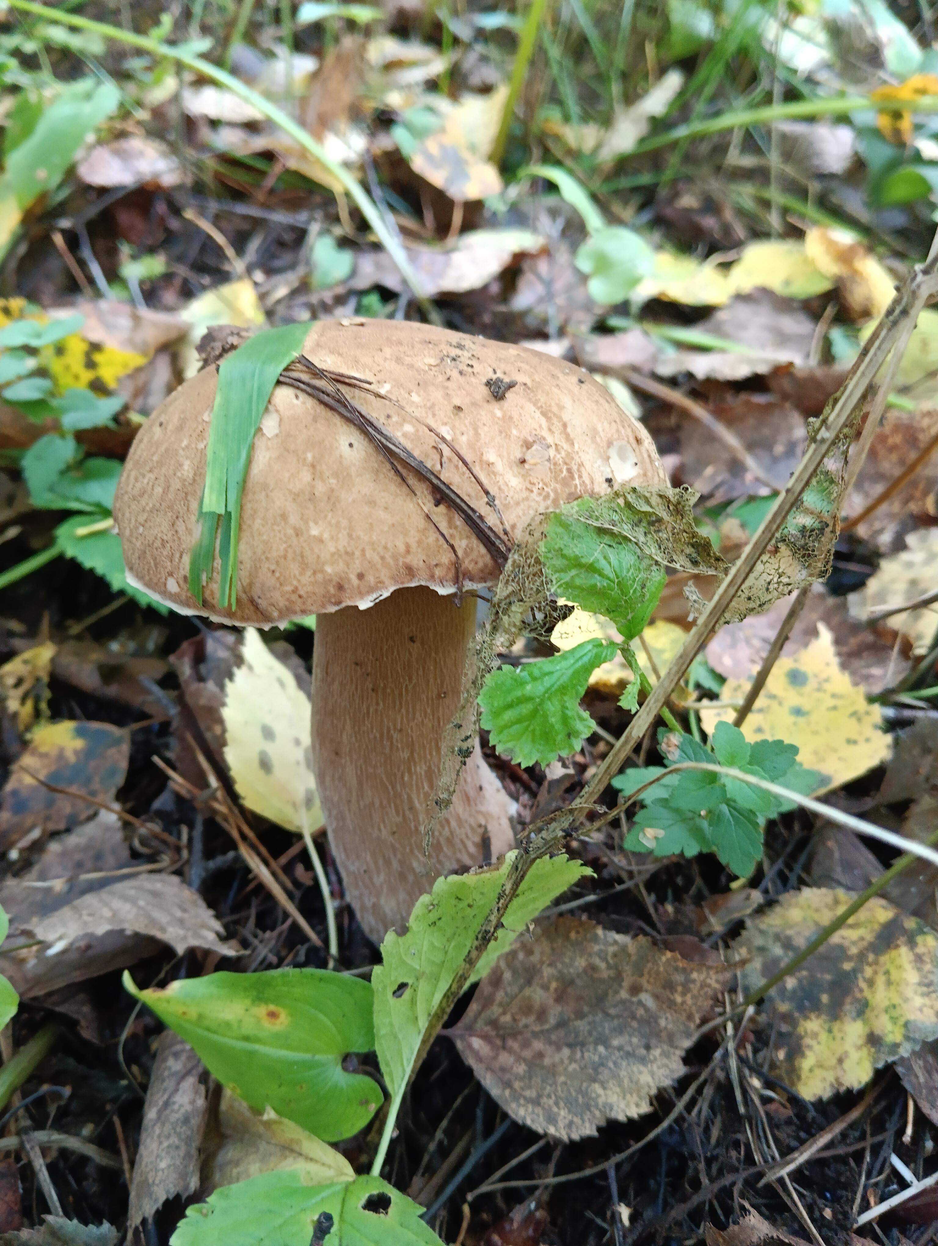 Грибной сезон