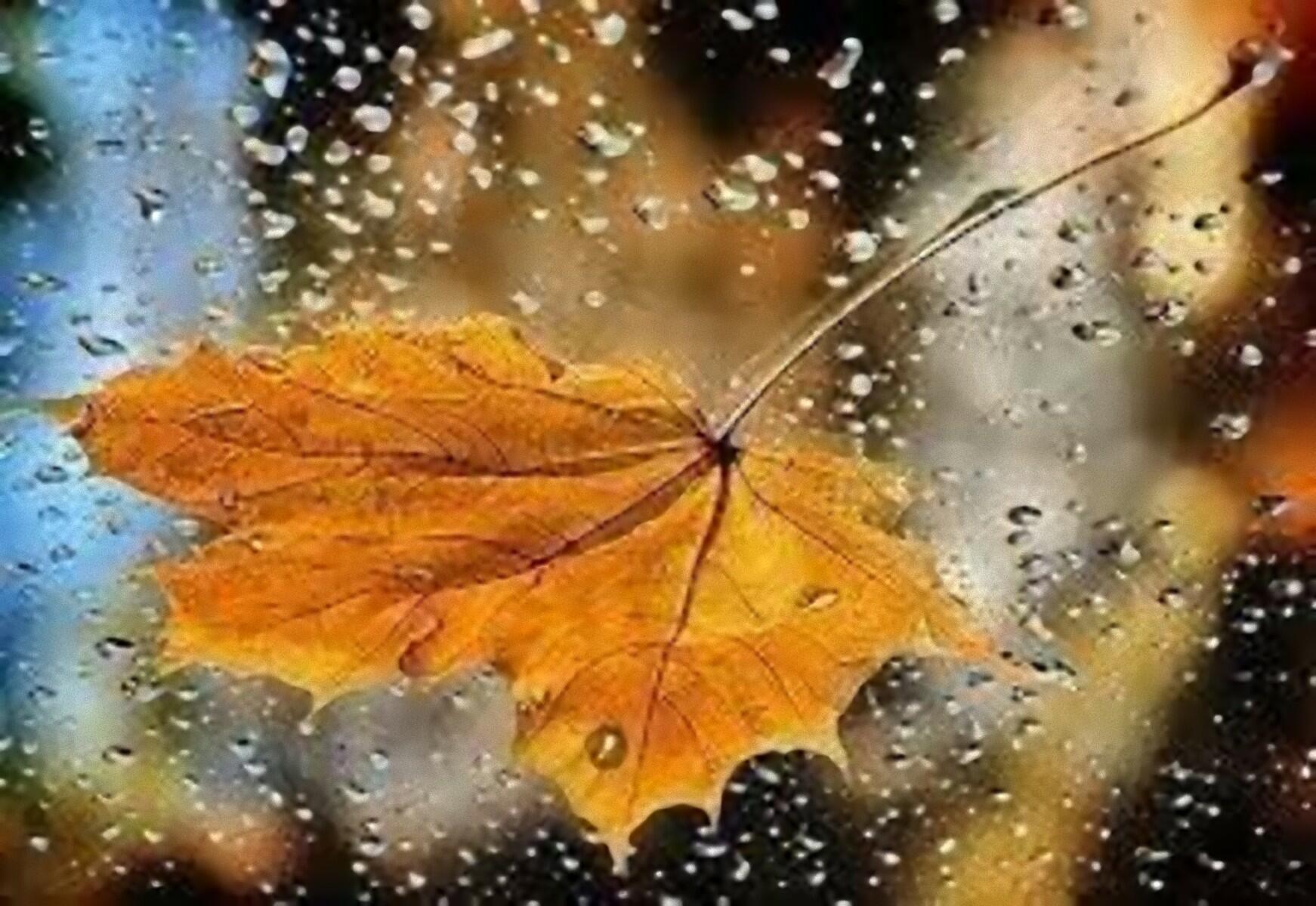 Кленовые листья осень дождь