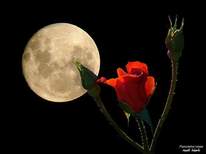 луна и роза