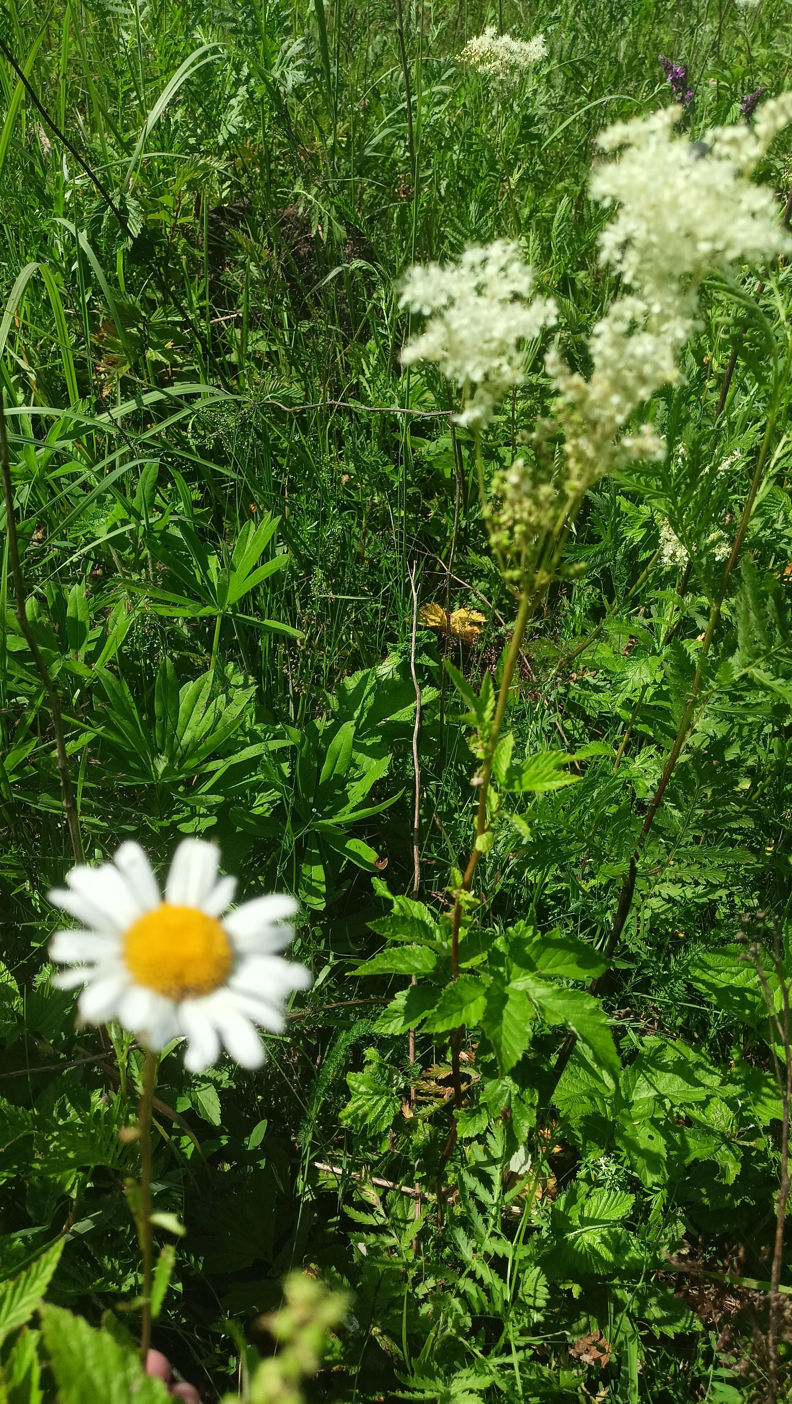 Сказала мне ромашка