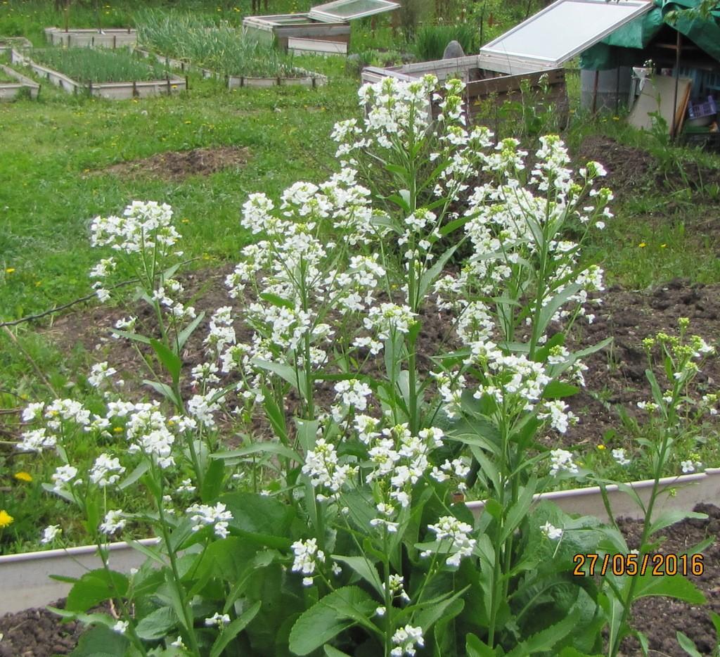 А ЭТО  ЧТО ЗА"ХРЕН, С ГОРЫ"?...