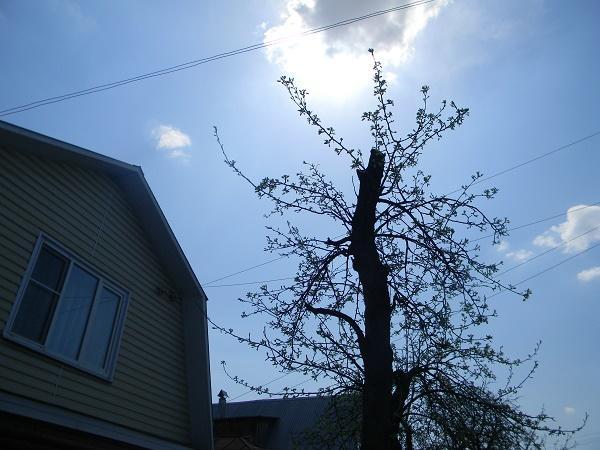 РОДНЫХ НЕБЕС РАСПАХИВАЕТ СВОДЫ...