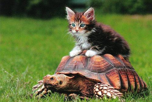 Котик Тимуджин.