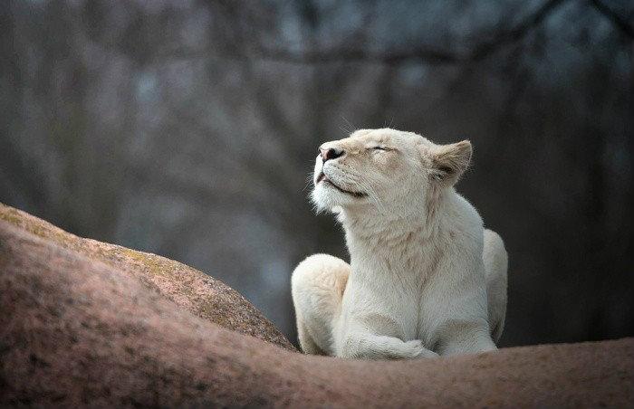 Как укротить Львицу ,)