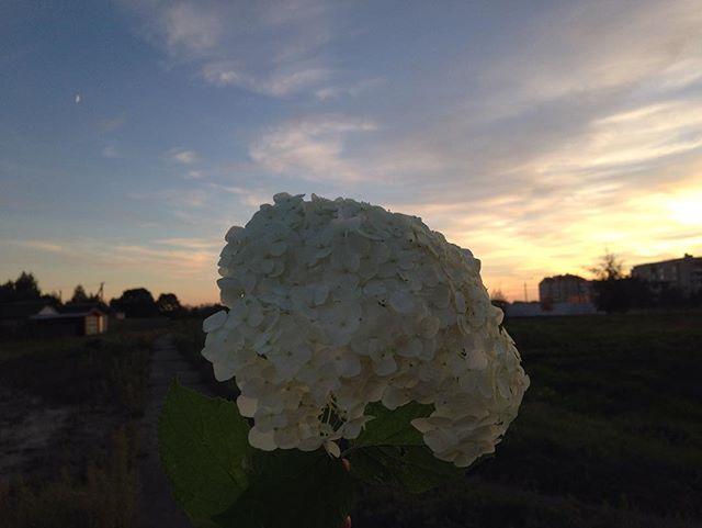 наши букеты