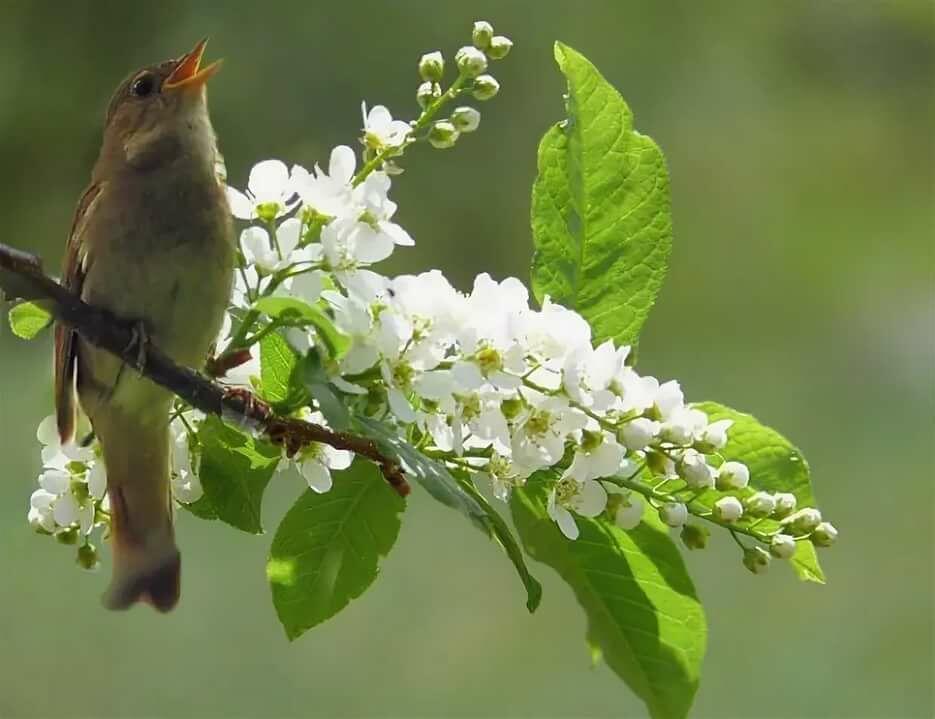 ВЕСЕННИЙ СТИХ