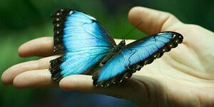 Голубокрылая Бабочка