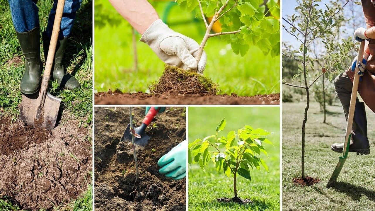 СПИЛИЛ ЖИВОЕ ДЕРЕВО