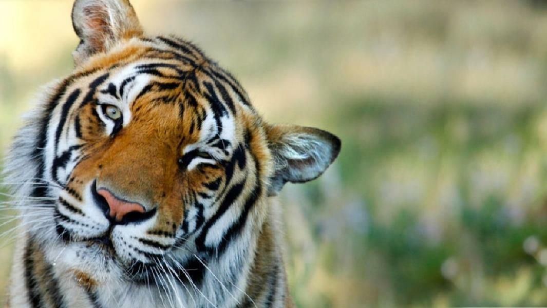 Мораль проста