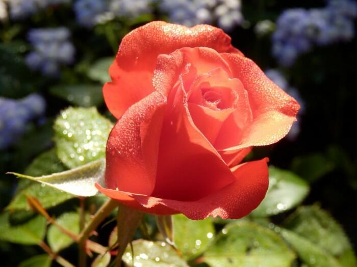 А жизнь – всегда рифмуется с кадрилью...