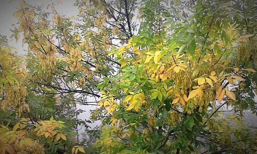 Осенний лес