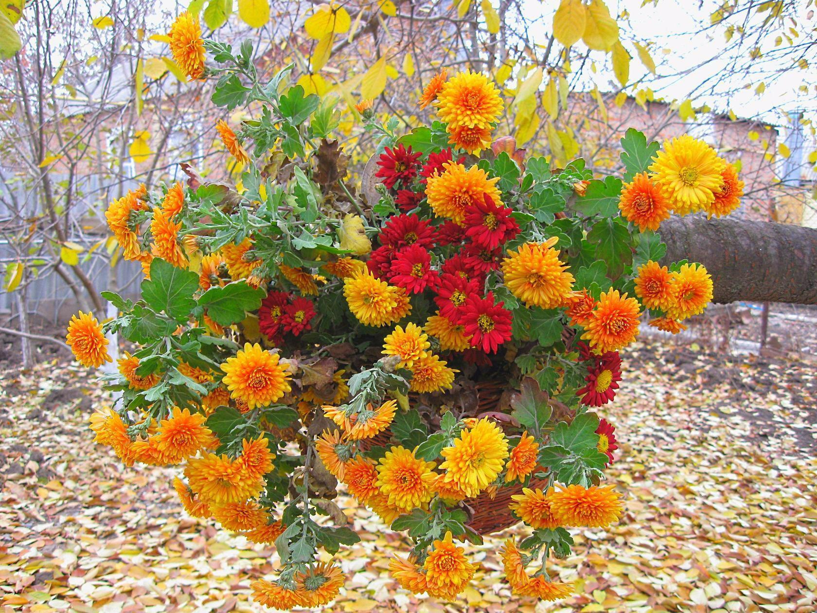 ПРЕДЗИМЬЕ   ( диалог с Маргаритой Минкевич )