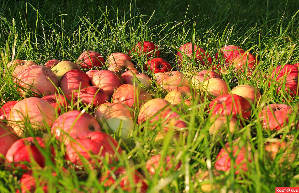ДО СПАСА Я НЕ ДОЖИВУ УСТАЛО ЯБЛОНЯ ВЕЩАЛА