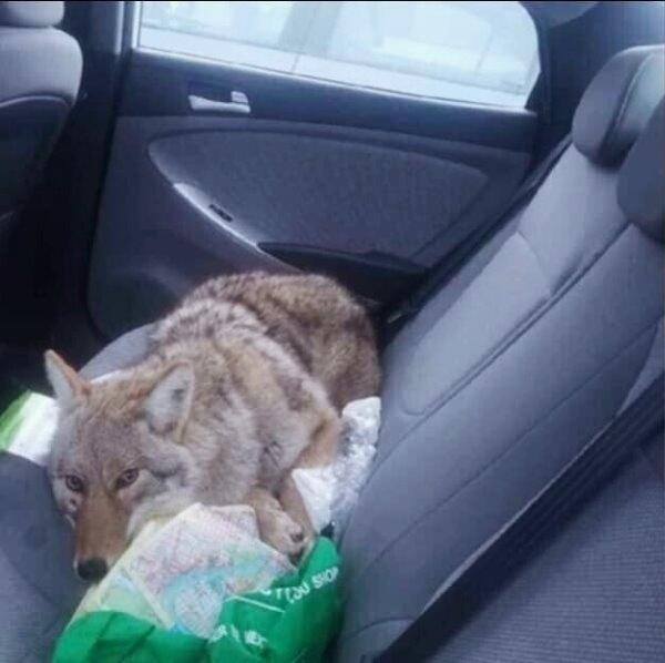 Женщина полюбит образину