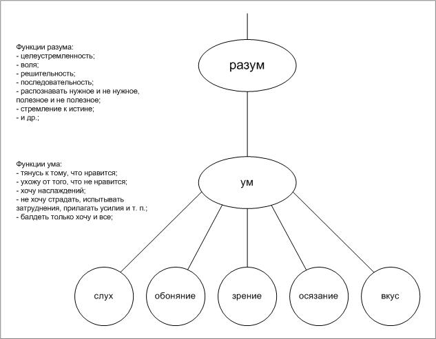 Имеющий разум. Ум и разум отличия. Разум и ум в чем отличие. Схема разума. Чем отличается ум от разума.