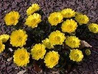 СЕРЕДИНА ЛЕТА