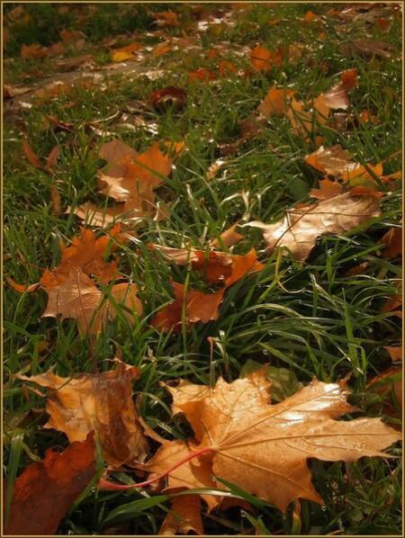 Осеннее растворение